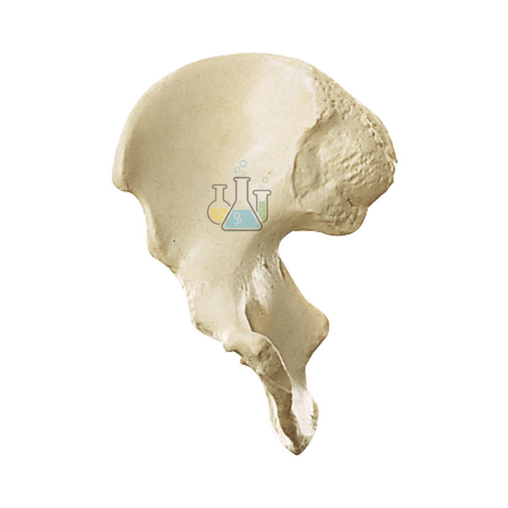 Pelvic wing (Os coxae) model